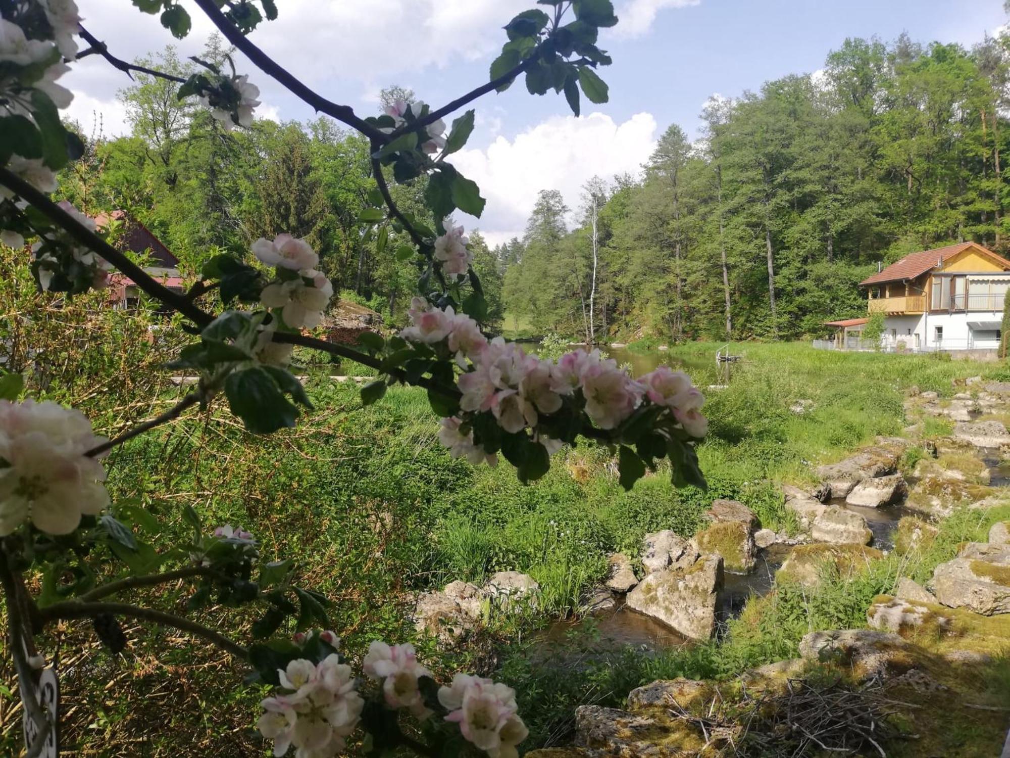 Ferienwohnung und Sommerhaus unter der Burg Falkenberg  Exterior foto